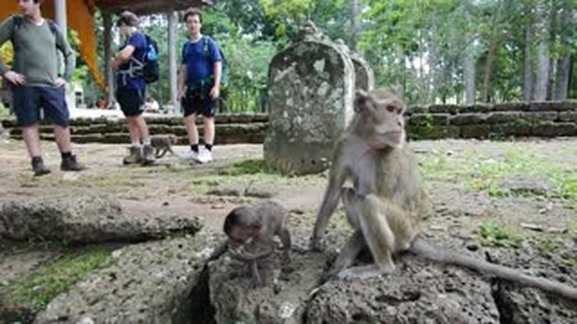 Πεινασμένη μαϊμού περιμένει υπομονετικά μέχρι να της δώσουν φαγητό (vid)