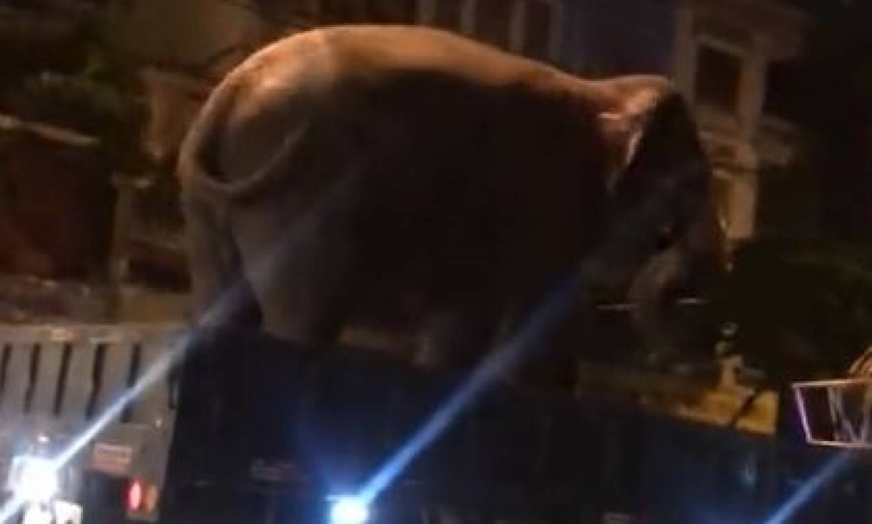 Απίστευτο: Δείτε πώς έβαλαν τον ελέφαντα σε καρότσα φορτηγού (vid)