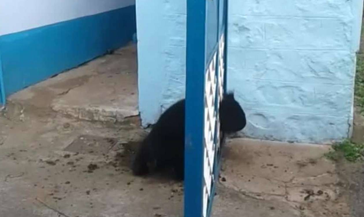 Μικρό αρκουδάκι προσπαθεί να σωθεί ενώ έχει σφηνώσει σε πόρτα (vid)
