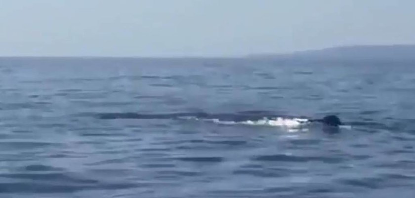 Βίντεο που κόβει την ανάσα: Ατρόμητος κολυμβητής κολυμπάει δίπλα σε φάλαινα στα Σφακιά