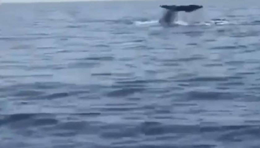 Βίντεο που κόβει την ανάσα: Ατρόμητος κολυμβητής κολυμπάει δίπλα σε φάλαινα στα Σφακιά