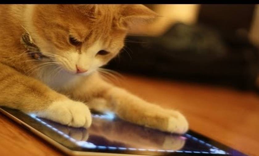 Αστείο βίντεο: Δείτε γάτες να παίζουν παιχνίδι σε ... tablet