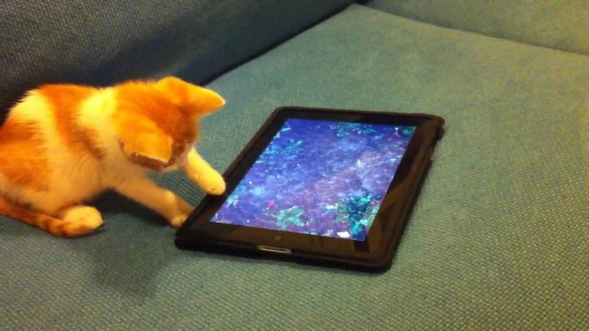 Αστείο βίντεο: Δείτε γάτες να παίζουν παιχνίδι σε ... tablet 