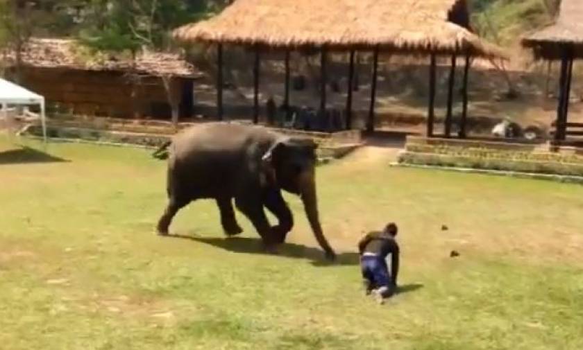 Θα «λιώσετε»: Ελέφαντας τρέχει να σώσει το αφεντικό του (vid)