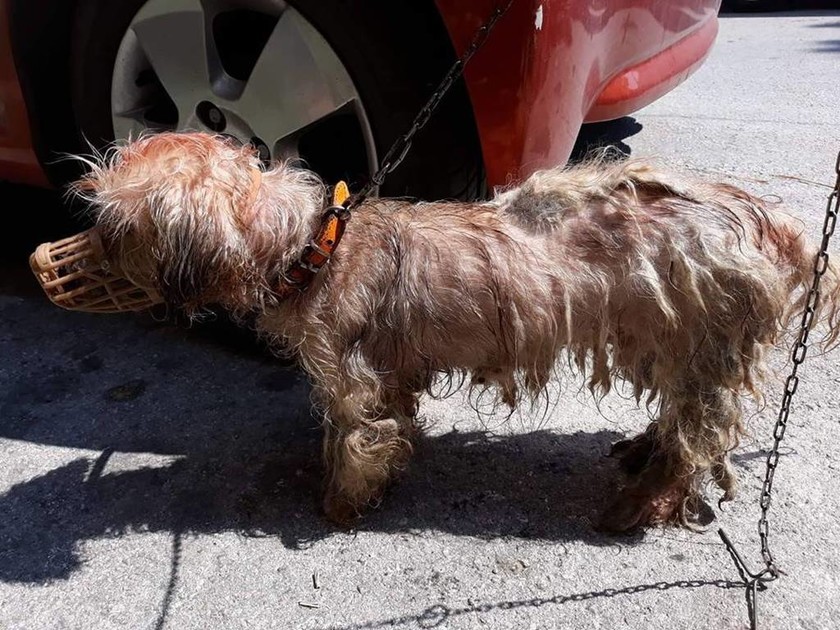 Απάνθρωπες εικόνες στην Κέρκυρα: 62χρονος έλουσε με πετρέλαιο σκυλάκι και το έδεσε σε κολόνα της ΔΕΗ