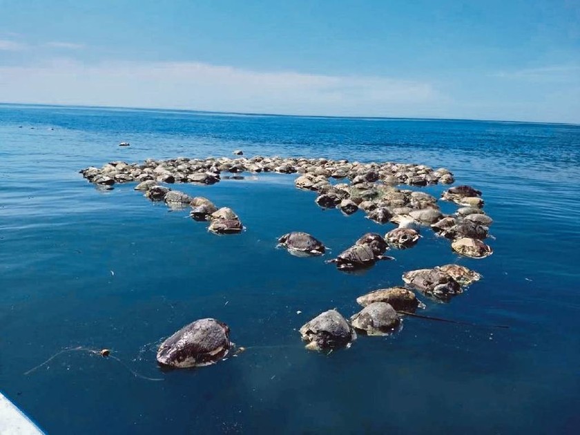 Μακάβριο θέαμα στο Μεξικό: Περίπου 300 σπάνιες χελώνες βρέθηκαν νεκρές στις νότιες ακτές της χώρας