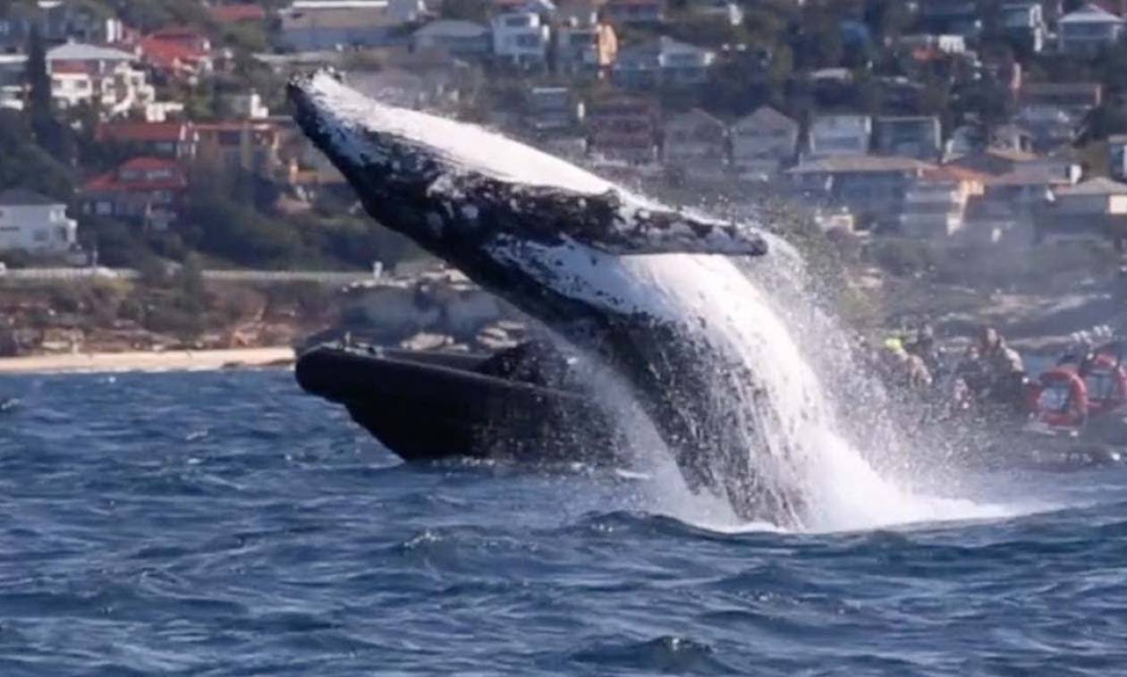Φάλαινα σε απόσταση αναπνοής από βάρκα με τουρίστες - Έκανε βουτιές δίπλα τους (vid)