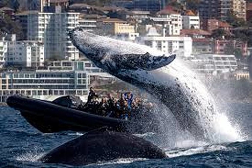 Φάλαινα σε απόσταση αναπνοής από βάρκα με τουρίστες - Έκανε βουτιές δίπλα τους (vid)
