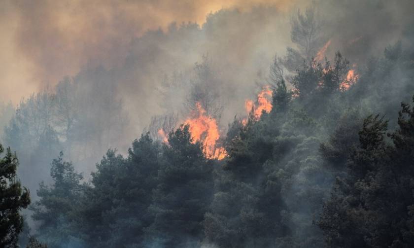 Μεγάλη φωτιά στην Ηλεία (pics+vid)