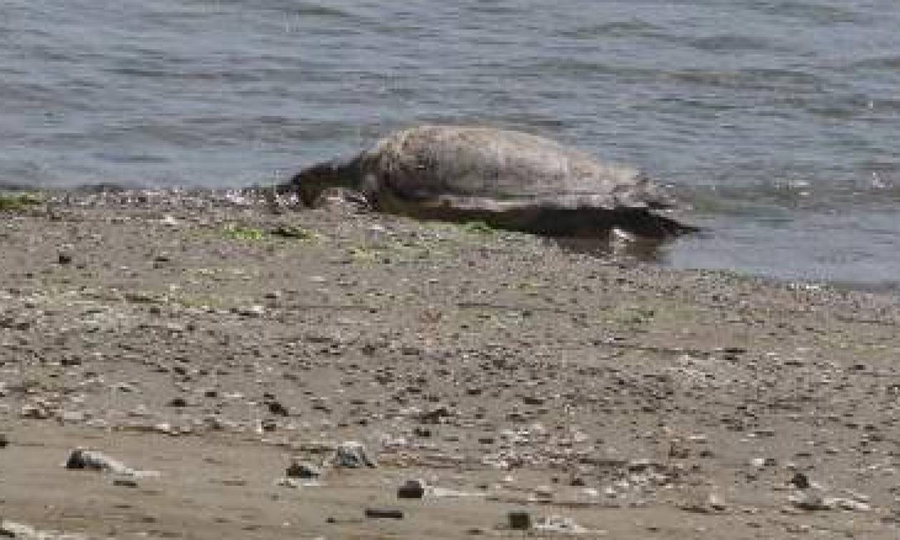 Εντοπίστηκε νεκρή θαλάσσια χελώνα στη Μάνη