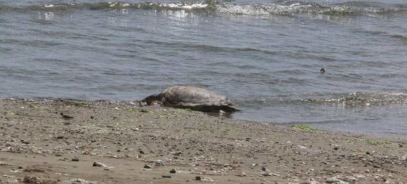 Εντοπίστηκε νεκρή θαλάσσια χελώνα στη Μάνη