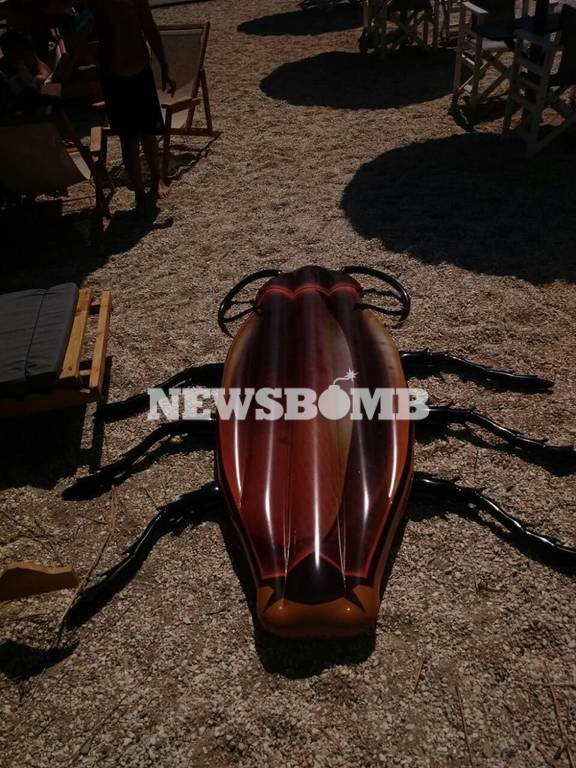 Εικόνες τρόμου στην παραλία στο Ζούμπερι: «Βγήκαν» γιγαντιαίες κατσαρίδες