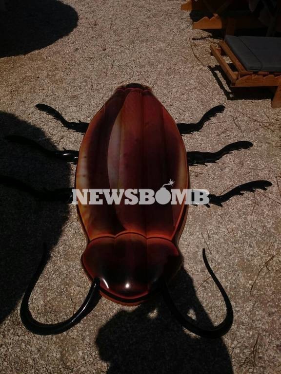 Εικόνες τρόμου στην παραλία στο Ζούμπερι: «Βγήκαν» γιγαντιαίες κατσαρίδες