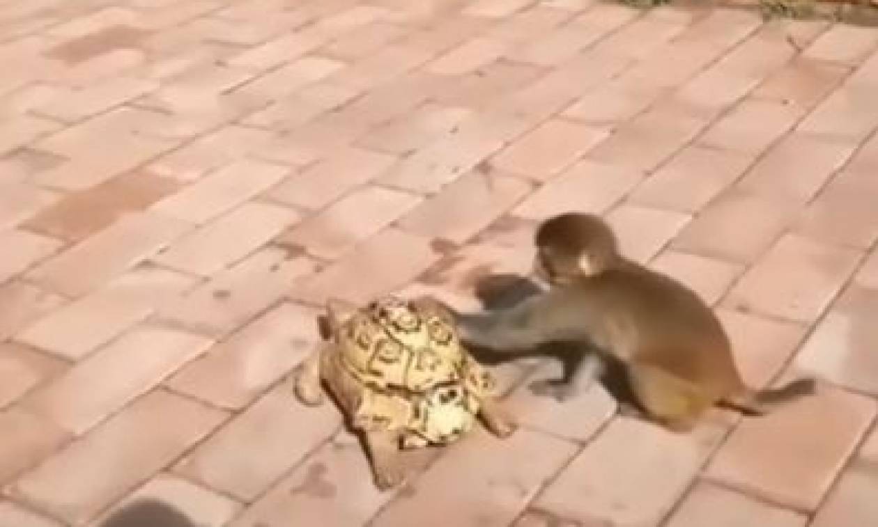 Όταν η χελώνα πάει αργά, μια μαϊμού σώζει την κατάσταση (vid)
