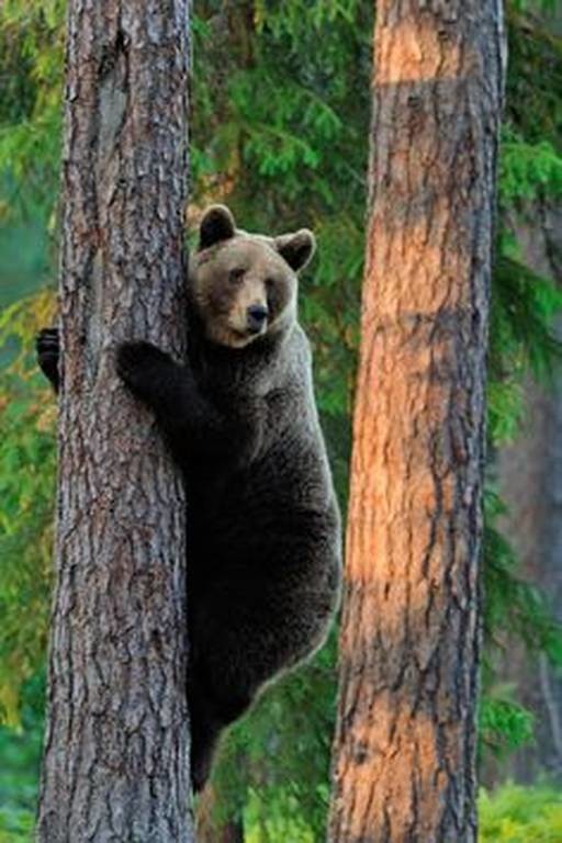 Δείτε καφέ αρκούδα να ξύνεται σε δέντρο (vid)