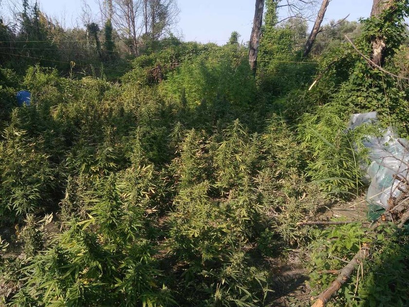 Θεσσαλονίκη: Εντοπίστηκε φυτεία μαμούθ με 1.100 δενδρύλλια κάνναβης - Συνελήφθη 36χρονος