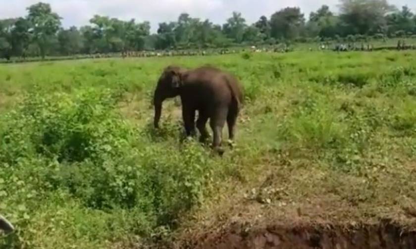 Ινδία: Η δραματική διάσωση μικρού ελέφαντα που εγκλωβίστηκε στη λάσπη (vid)