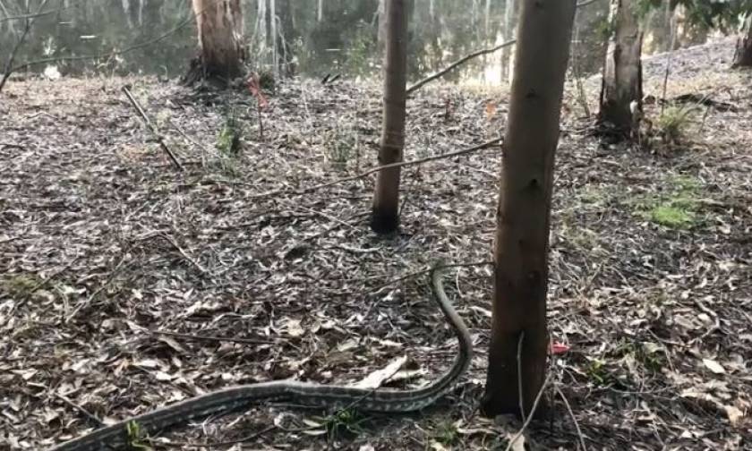 Αν σας ανατριχιάζουν τα φίδια μην δείτε αυτό το βίντεο
