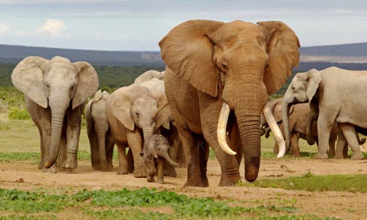 Αφρική: Νεκροί σχεδόν 90 ελέφαντες από λαθροκυνηγούς (vid)