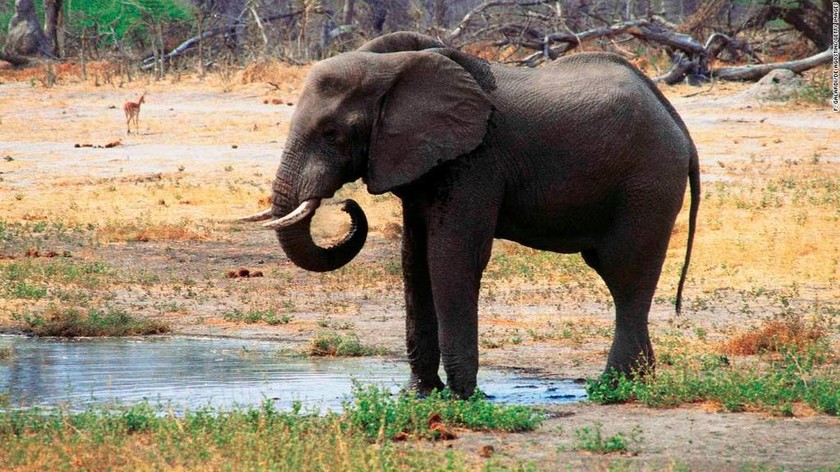 Αφρική: Νεκροί σχεδόν 90 ελέφαντες από λαθροκυνηγούς (vid)
