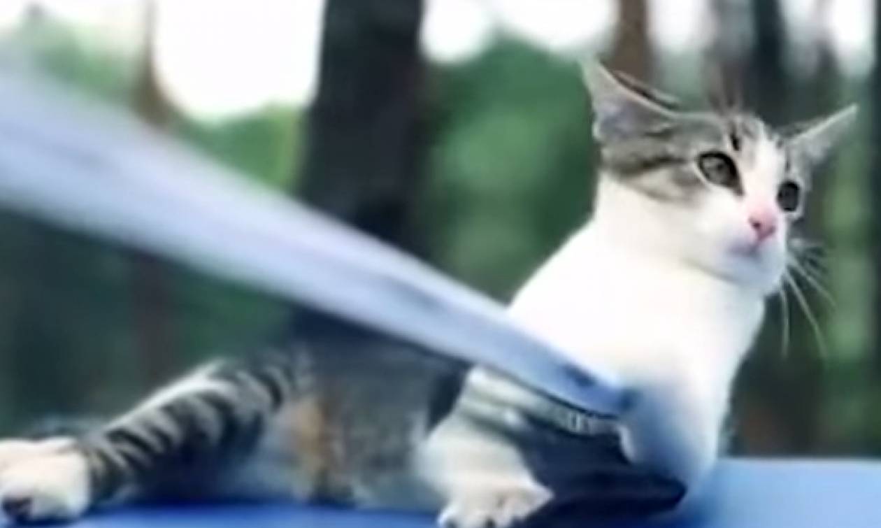 Έχετε δεί γάτα να παίζει πινγκ πονγκ; (vid)