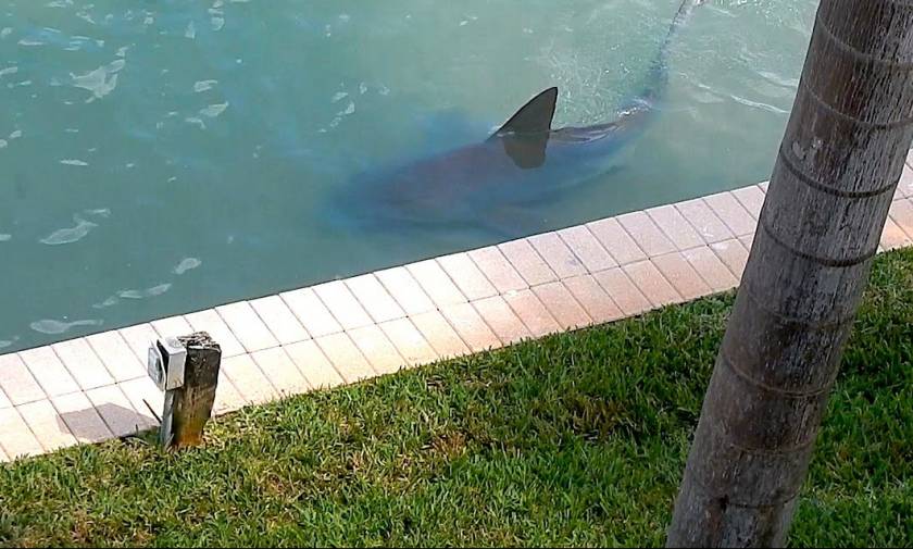 Μεγάλος καρχαρίας βγήκε στα ρηχά προκαλώντας πανικό (vid)