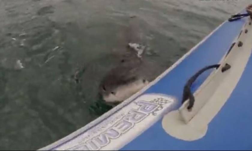 Τρομακτικό βίντεο: Καρχαρίας επιτίθεται σε φουσκωτή βάρκα με τουρίστες (vid)