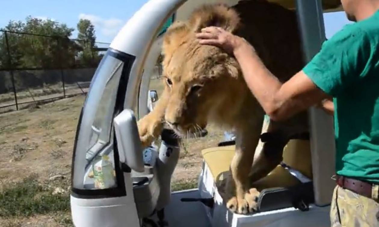 Λιοντάρι «τρελαίνεται» με τουρίστες και αρχίζει τις αγκαλιές! (vid)