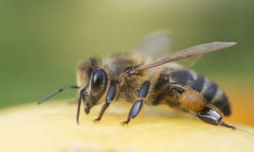 Τραγωδία στα Γρεβενά: Στρατιωτικός πέθανε από τσίμπημα μέλισσας