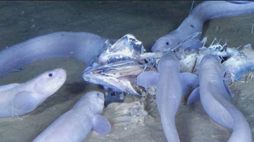 Ανακαλύφθηκαν τρία νέα ανατριχιαστικά θαλάσσια είδη στα βάθη του ωκεανού (vid+pics)