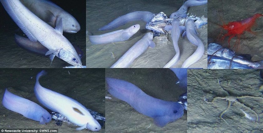 Ανακαλύφθηκαν τρία νέα ανατριχιαστικά θαλάσσια είδη στα βάθη του ωκεανού (vid+pics)