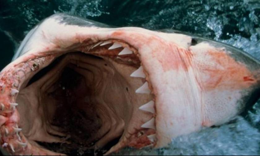 Μέγας φόβος: Λευκός καρχαρίας κάνει άγρια επίθεση σε… βάρκα! (vid)