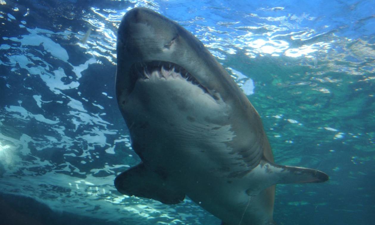 ΣΟΚ στις ΗΠΑ: Καρχαρίας σκότωσε σέρφερ μπροστά στα μάτια των λουόμενων