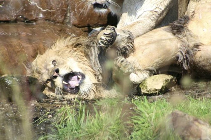 Δεν πίστευαν στα μάτια τους βλέποντας τις λιονταρίνες να κάνουν κάτι τρομερό στο κυρίαρχο αρσενικό!