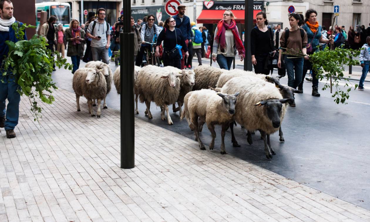 Τι έκαναν 30 προβατίνες στο κέντρο του Παρισιού