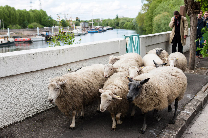 Τι έκαναν 30 προβατίνες στο κέντρο του Παρισιού 