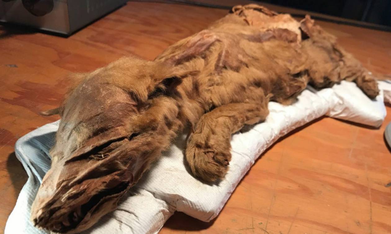 Βρέθηκε μουμιοποιημένος λύκος ηλικίας 50.000 ετών (vid)