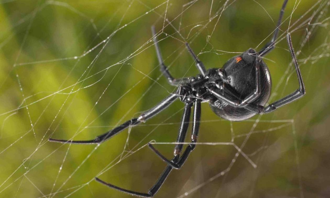 Φωτογραφίες Αιτωλικό: Πέπλο αράχνης «κατάπιε» 300 μέτρα βλάστησης (pics&vid)