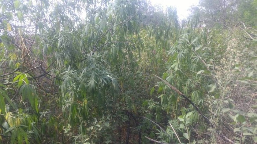 Χαλκιδική: 38χρονος καλλιεργούσε δενδρύλλια κάνναβης σε ποιμνιοστάσιο