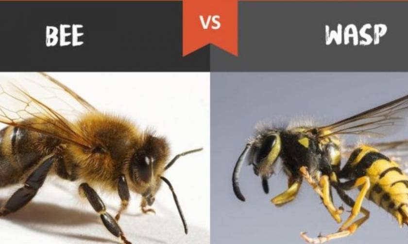 Γιατί όλοι αγαπούν τις μέλισσες και μισούν τις σφήκες;