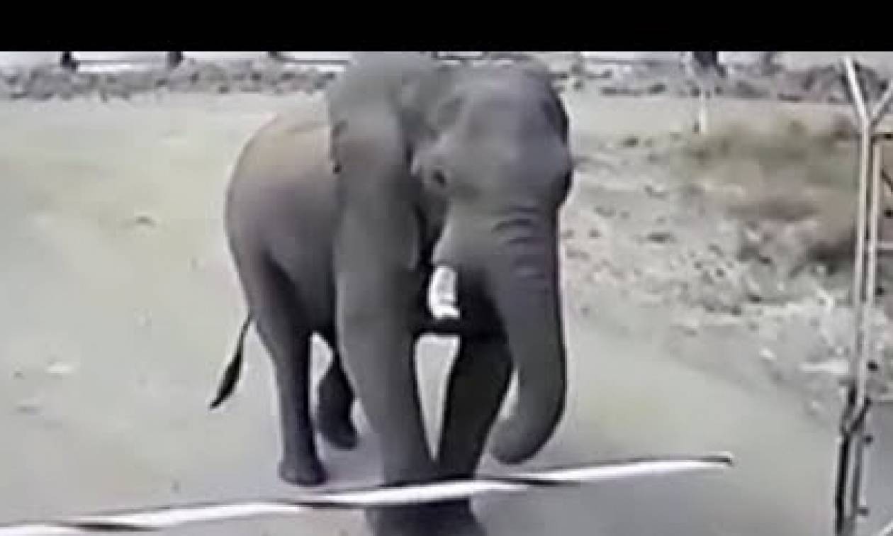 Ελέφαντας «μπούκαρε» σε στρατόπεδο για... επιθεώρηση χωρίς να κάνει καμία ζημιά (vid)