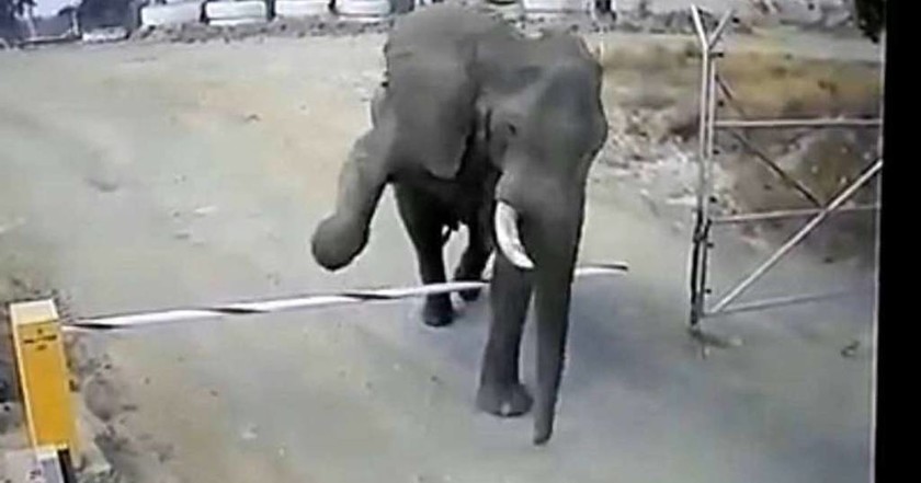 Ελέφαντας «μπούκαρε» σε στρατόπεδο για... επιθεώρηση χωρίς να κάνει καμία ζημιά (vid)