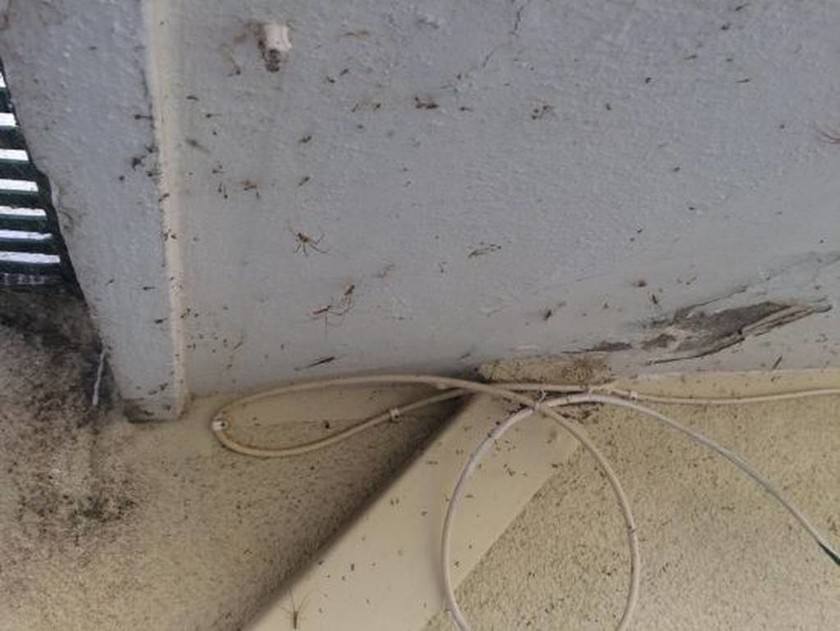 Eικόνες από ταινία θρίλερ στο Αιτωλικό: Το πέπλο αράχνης «κατάπιε» και σπίτια