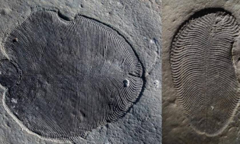 Ανακάλυψαν το αρχαιότερο λίπος στην Ιστορία και ανήκει σε ένα πολύ παράξενο πλάσμα! (vid+pics)
