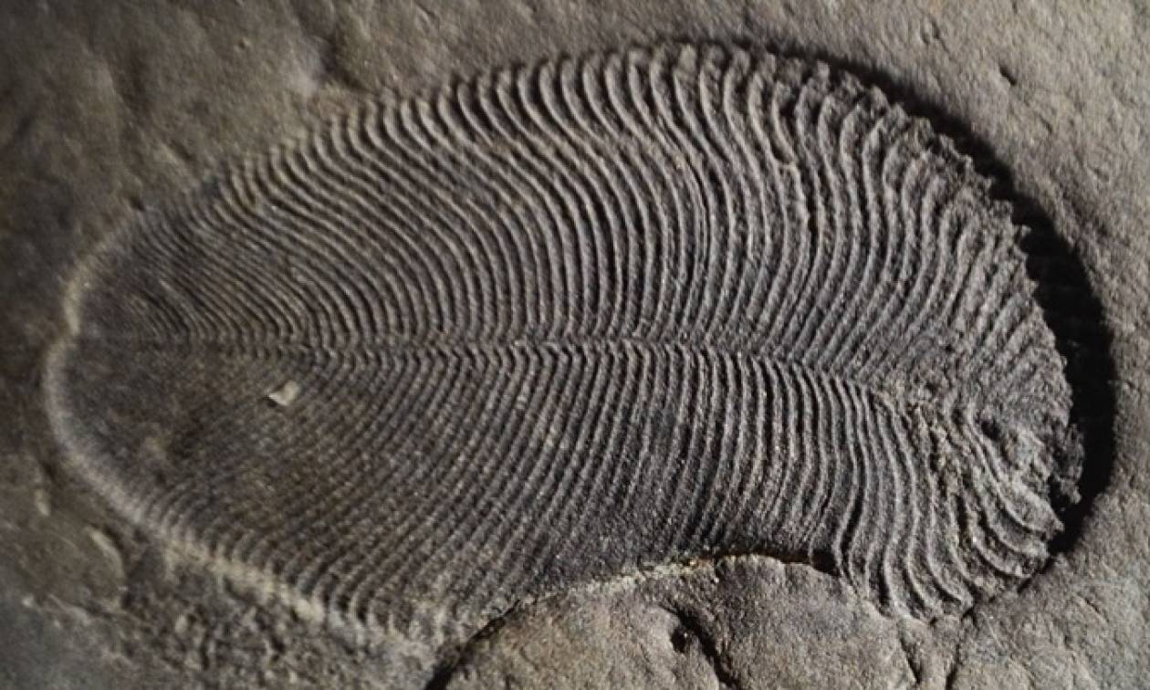 Επιστήμονες βρήκαν «ίχνη λίπους» σε απολίθωμα ζώου που έζησε πριν από 558 εκατ. χρόνια (vid)