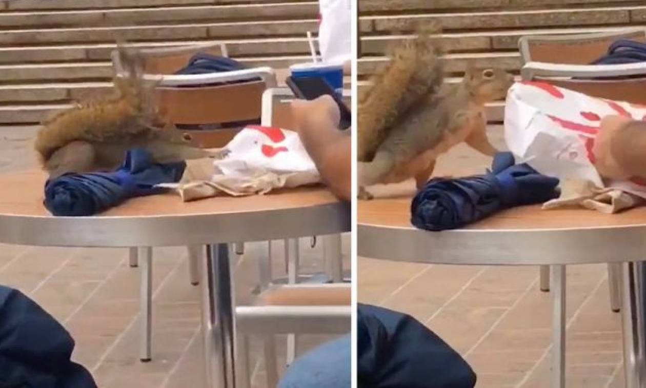 Σκίουρος δίνει μάχη για μία μπουκιά από fast food (vid)