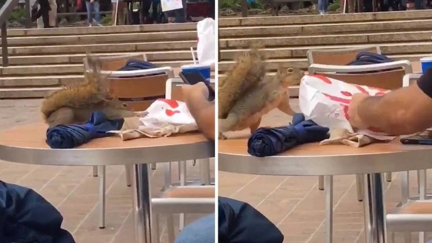 Σκίουρος δίνει μάχη για μία μπουκιά από fast food (vid) 