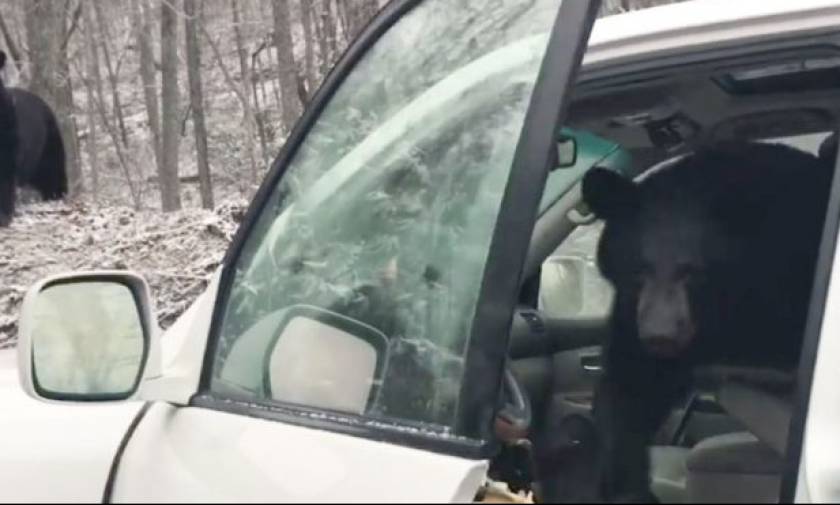 Ατσούμπαλη αρκούδα εγκλωβίζεται σε αυτοκίνητο και ΔΕΝ φαντάζεστε τι κάνει για να ξεφύγει (video)