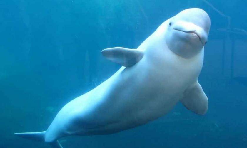 Απίστευτο: Σπάνια λευκή φάλαινα εντοπίστηκε στον ποταμό Τάμεση (vids)
