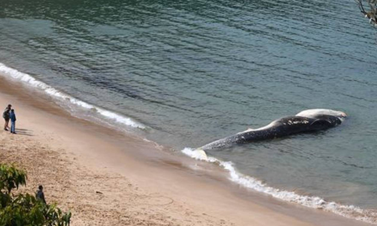 Αυστραλία: Μυστήριο με κουφάρι φάλαινας μήκους... 20 μέτρων